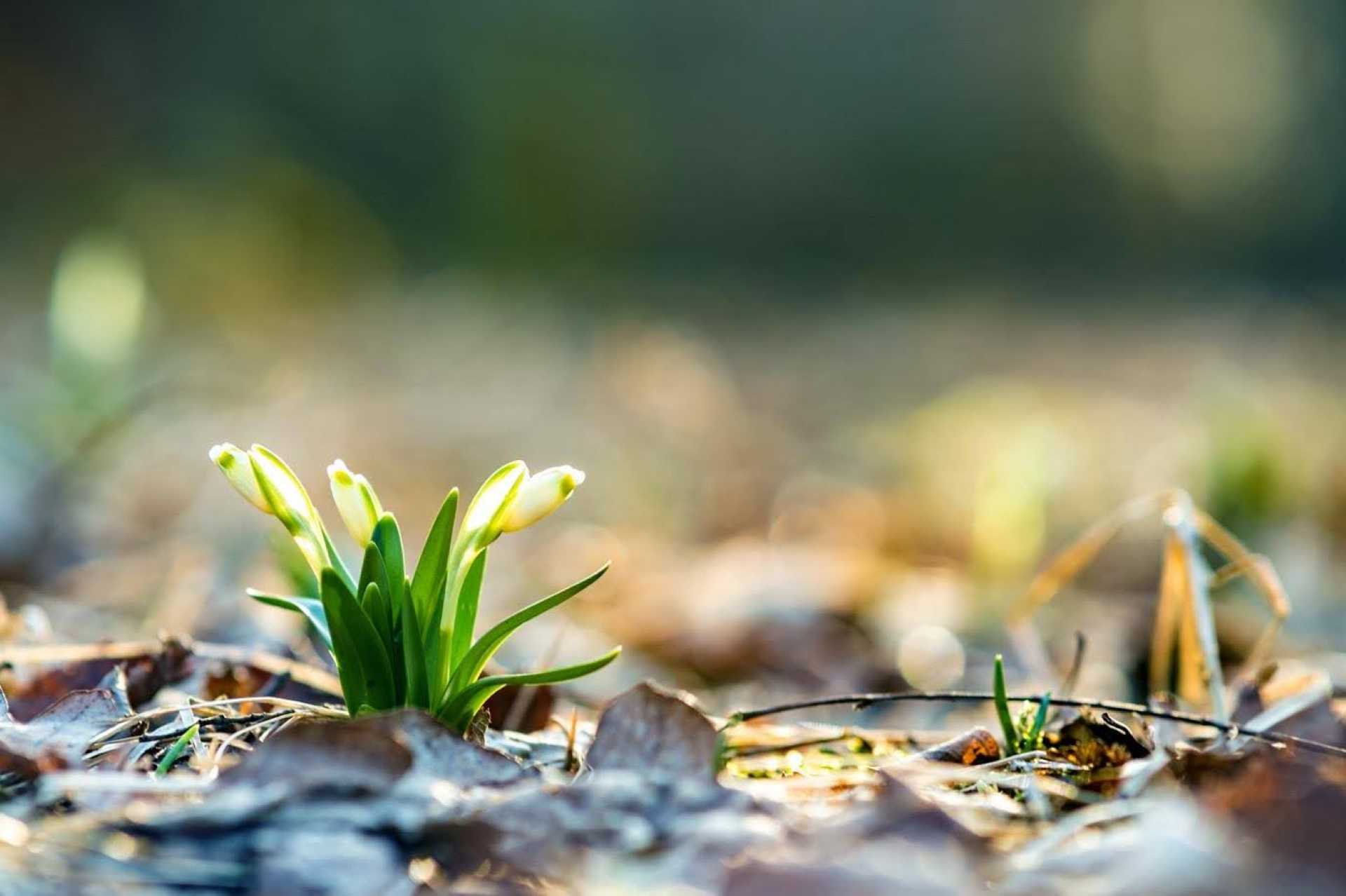 develop emotional resilience, a close up image of Snowdrop shoots.