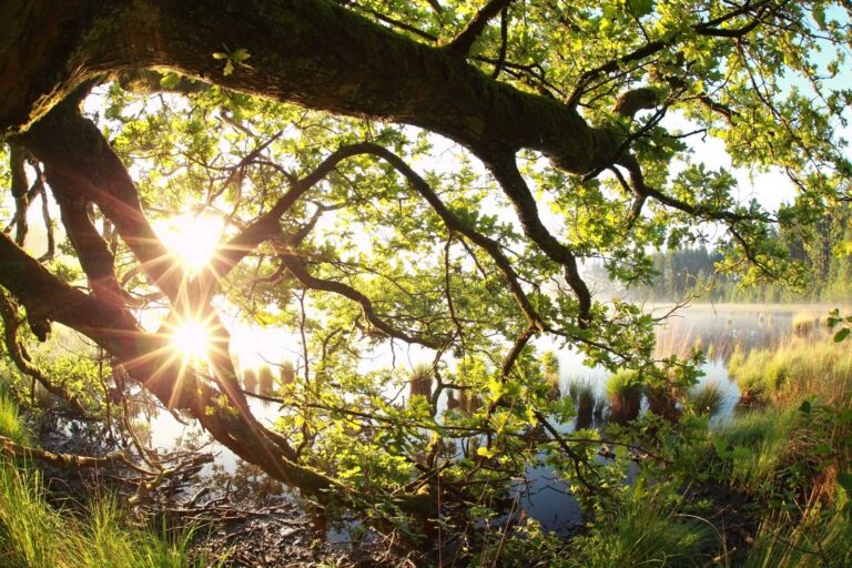how to set boundaries and not feel guilty, A tree bent over a lake with a ray of sunlight passing
