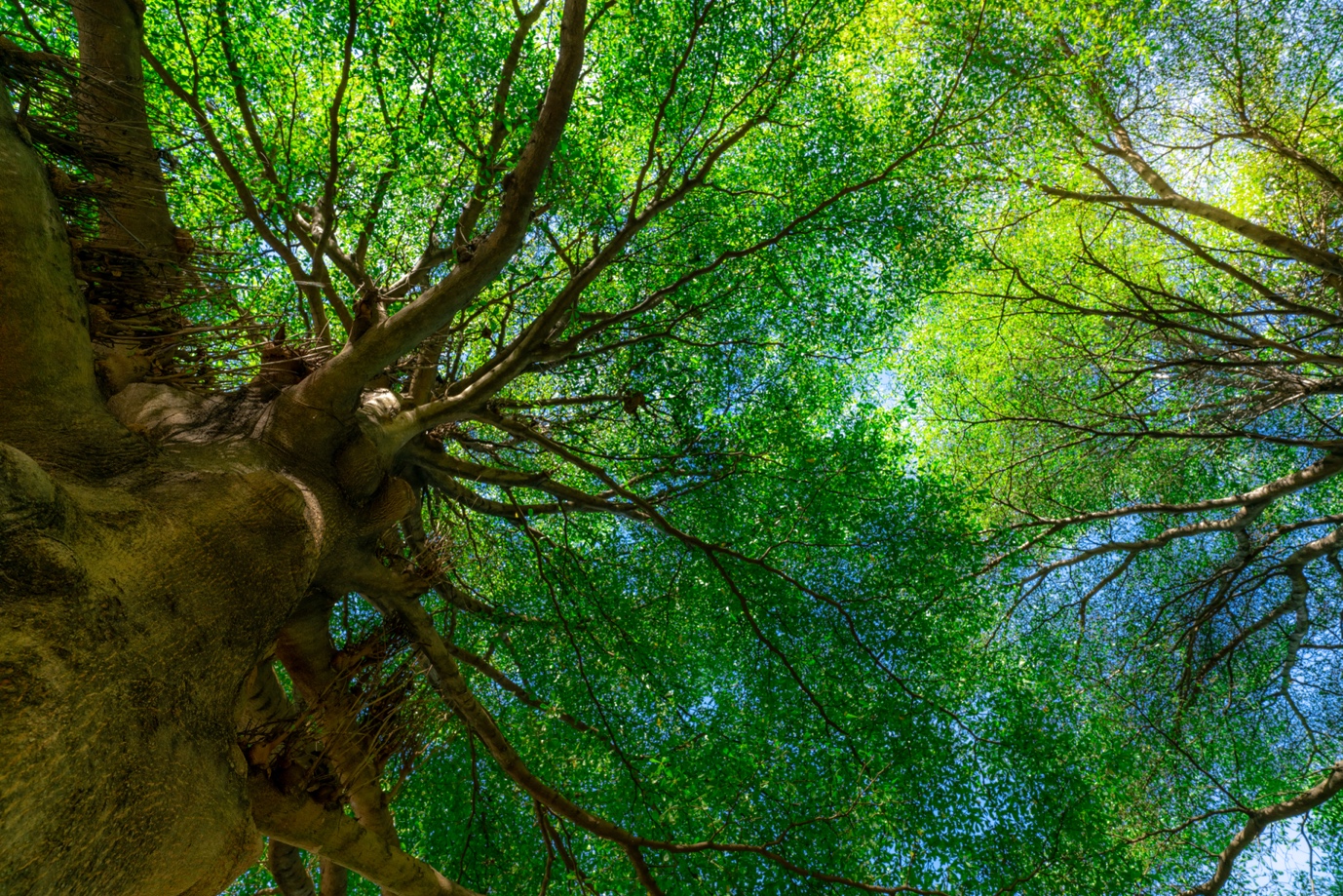 Understanding EMDR: How It Works and What to Expect